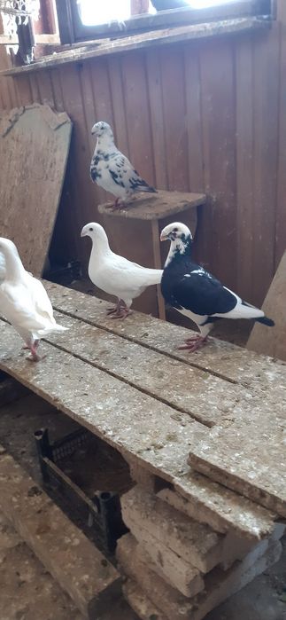 Porumbei voiajori germani si voiajori stil vechi galbeni ..roșii