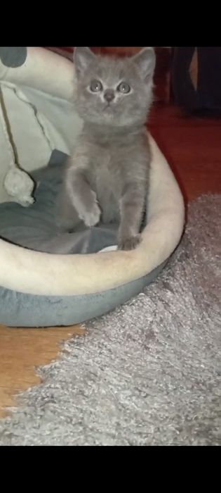 Вислоушки  1, месяц 3недели .Приучены.