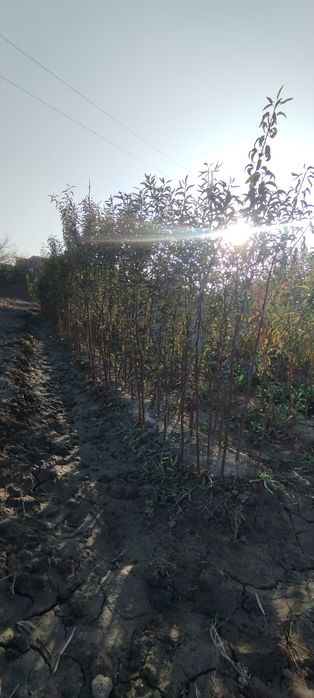 Mevali koʻchatlar sotiladi