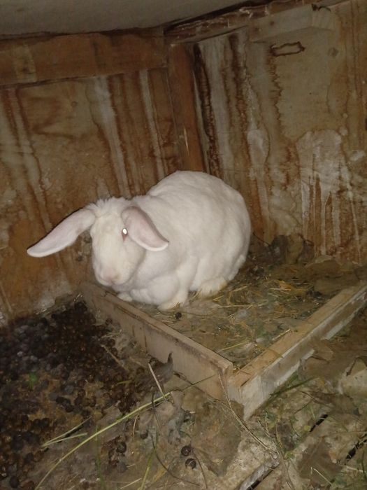 Xonaki Quyonlar sotiladi