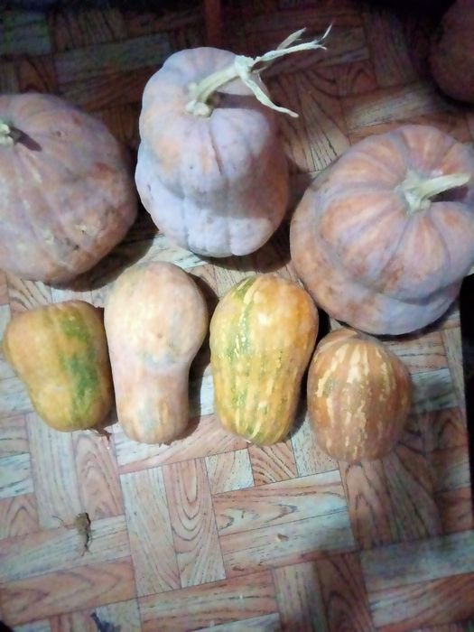 Столовая тыква,аскабак