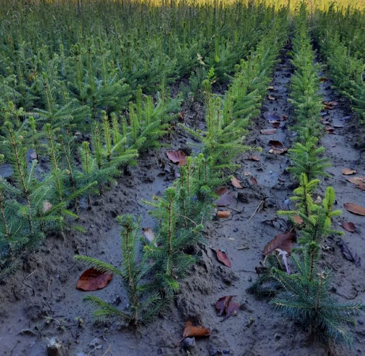 Puieți de vânzare cu prindere suta la suta ofer certificat de recoltar