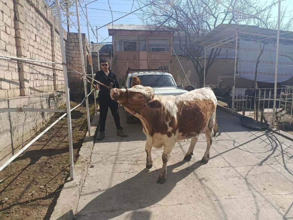 Semental simental сементал