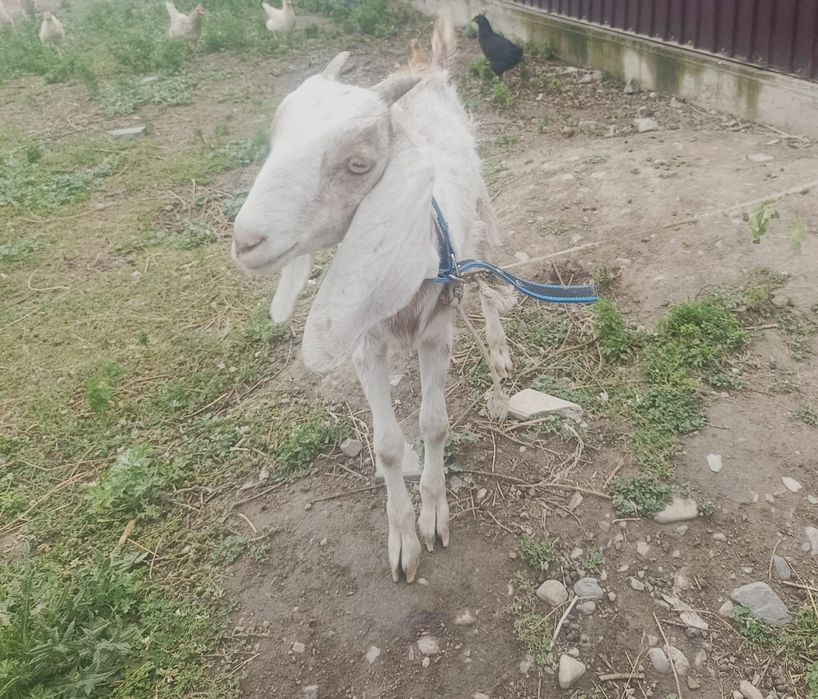 Продам породистого козленка