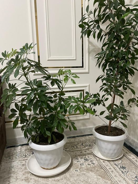 цветы домашние