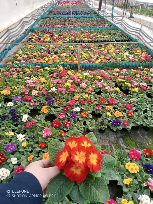 Flori, zambile, primule, cyclamen, panseluțe