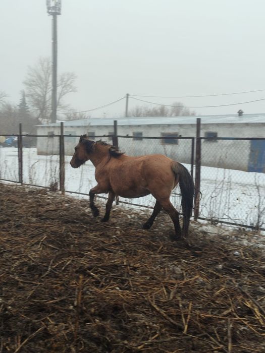 Сатылым, Продантся