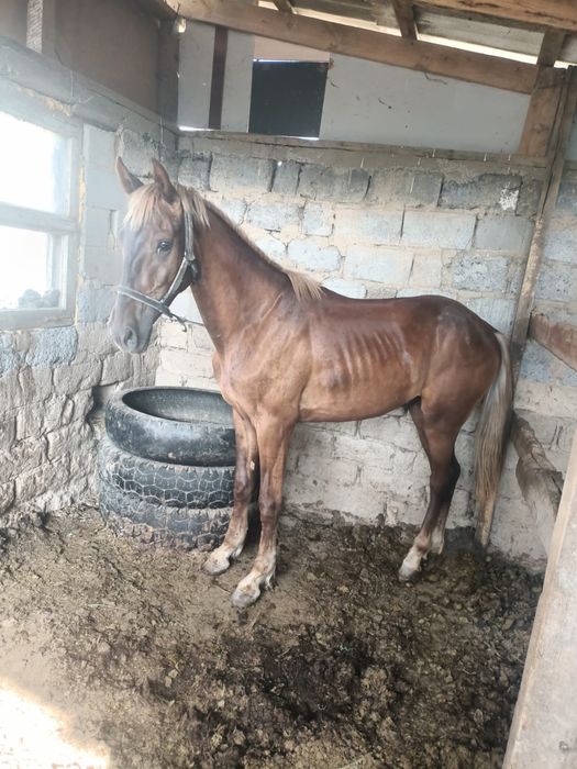 Ат жақсы бәйгеге жарап тұр