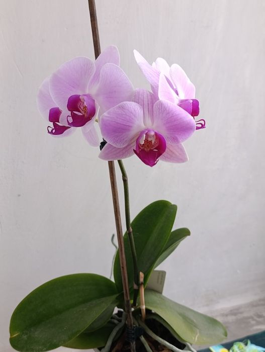 Орхидея Фаленопсис