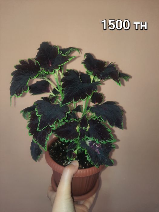 Продам комнатные цветы