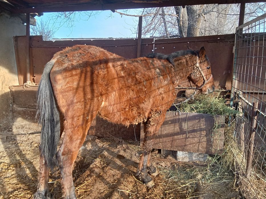 Кунан 2 жасар сатылады