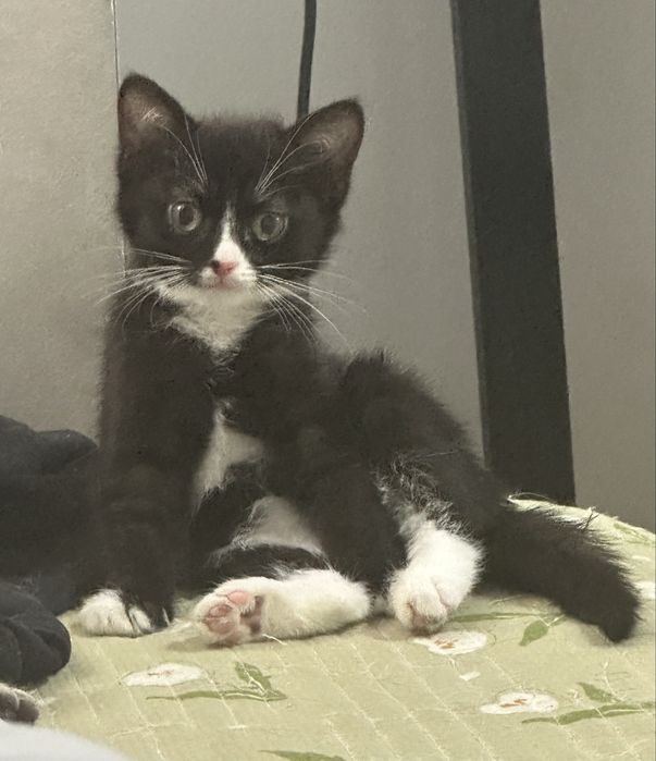 Котенок в добрые руки