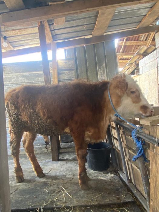 Бычки 6-7 месяцев