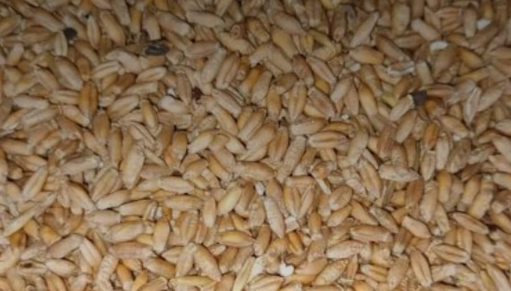 Grâu de vânzare 45 lei sacul de 3 duble,45 kg,Nr telefon 0749228720