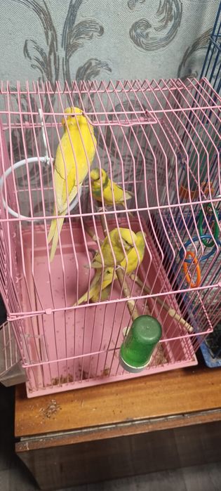 Продам волнистых попугаев