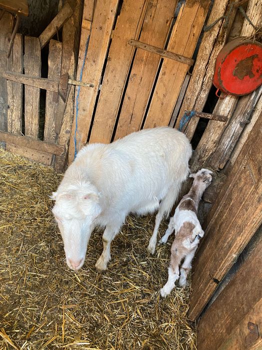 Vând capre cu iezi și care trebuie să fete