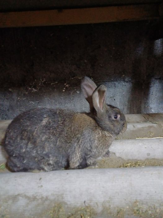 Кролики  молодняк 5000тг.