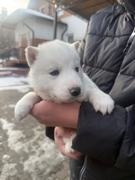 Белоснежный кавалер хаски