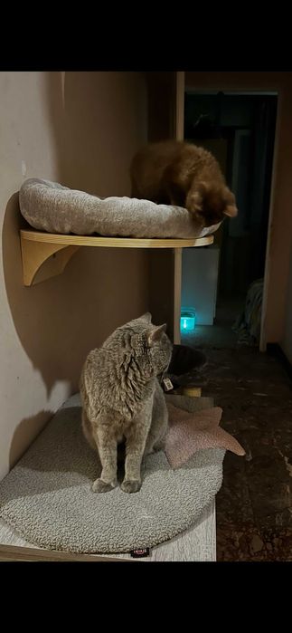 Котешко легло, монтаж на стена