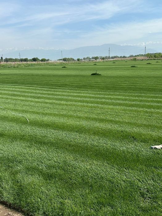 Рулонный готовый газон.