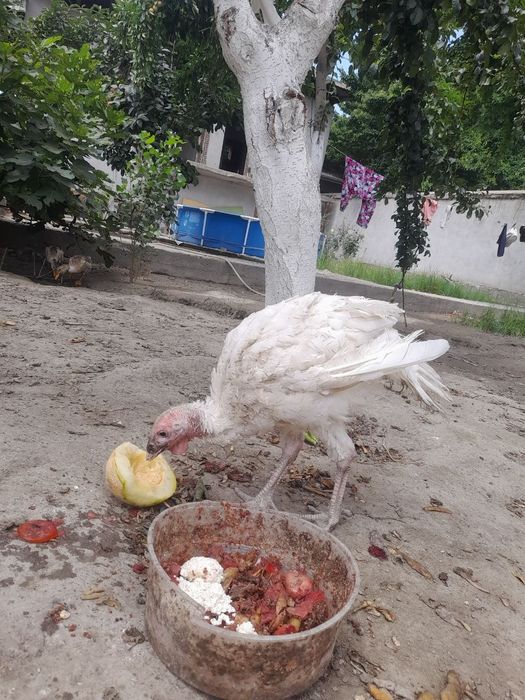 Quli quli sotiladi soni 1ta