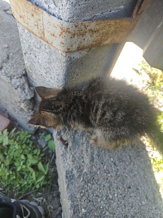 Котенок девочка игривая