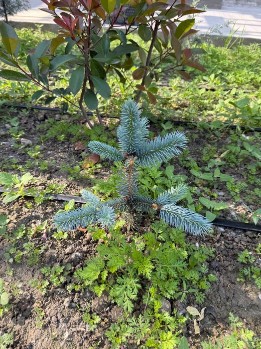 Голубая ель (Фет-алберт) Италия, пайванд қилинган