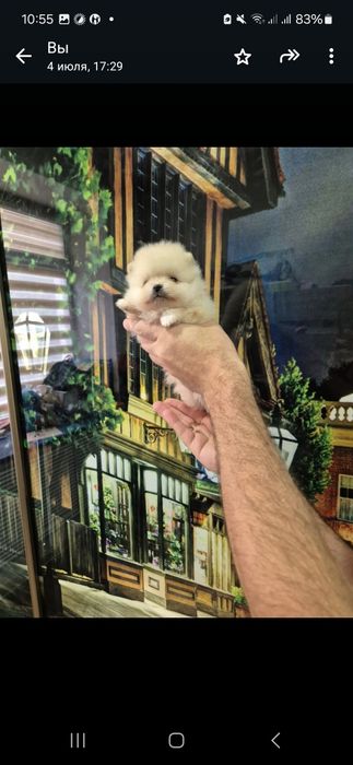 Шпицы кремовые мальчики и девочки