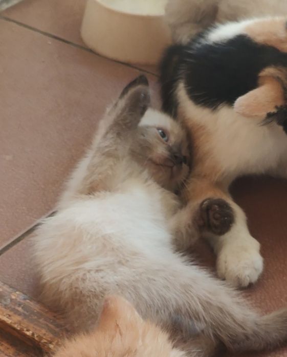 Котята в хорошие руки