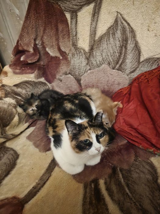 Отдам котят бесплатно