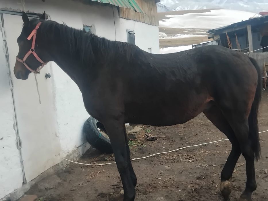 Ағылшын, айғырлыққа Ресейден келген