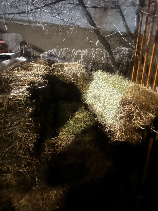 Шөп тюк жоңашқа