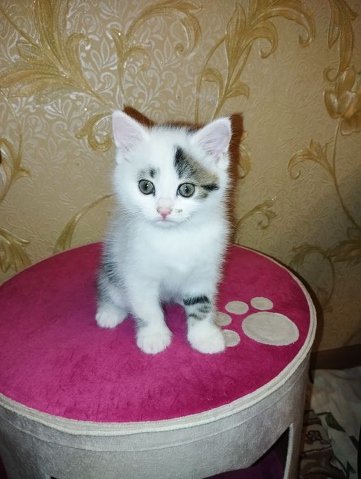 Сотаман мушукчалани