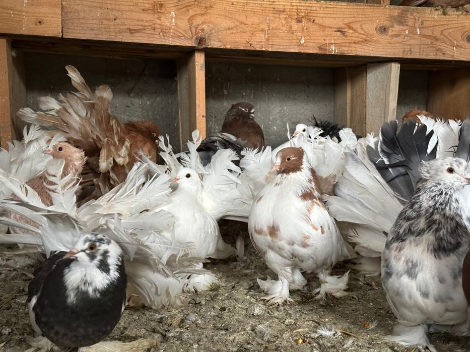 Vand porumbei Voltati Indiani 150 lei perechea