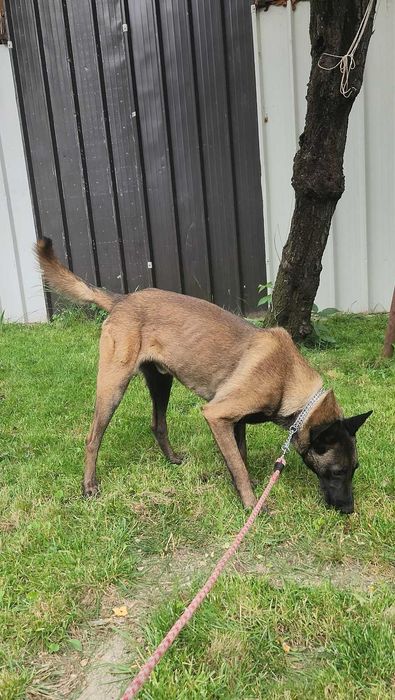 Mascul Ciobanesc Belgian Malinois cu pedigree PCI