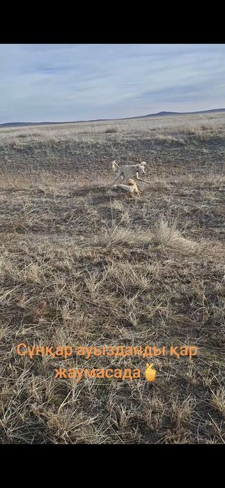 Рабочий тазы сатылады