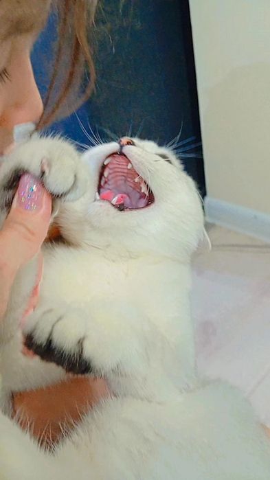 Продам чистоплотного, чистокровного котика 8 мес серебристую шиншиллу