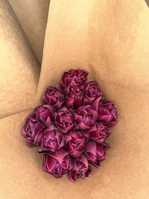 Тюльпаны Голандия