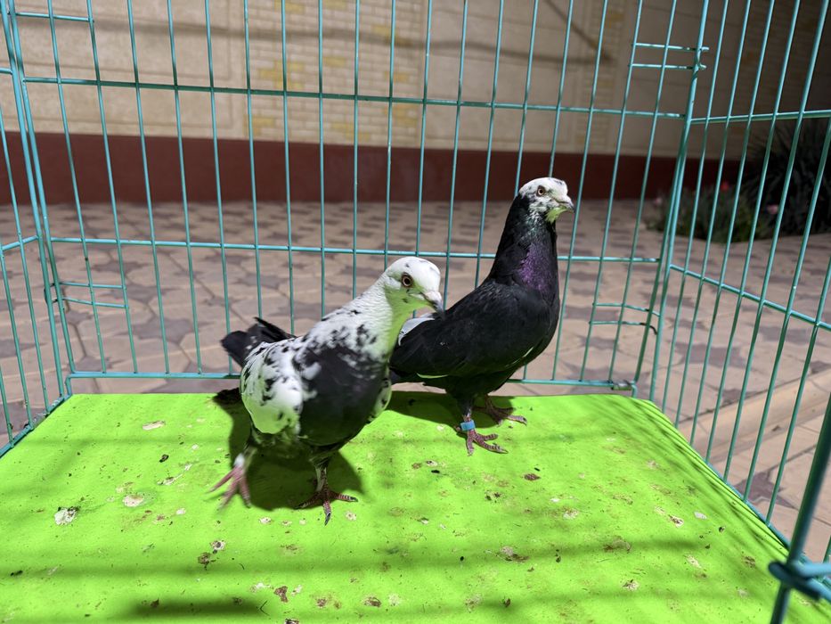 Голуби сочи пара