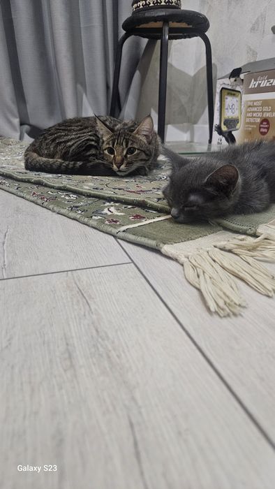 Кошка с котёнком