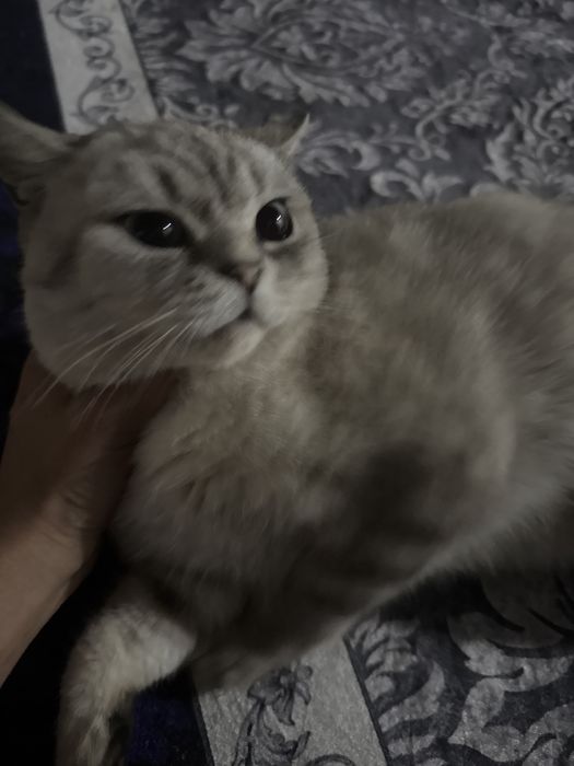 Кошка породистая чистая