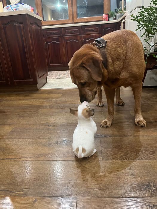 Мъжки чихупинчер