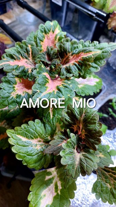 КОЛЕУСЫ. Листай карусель