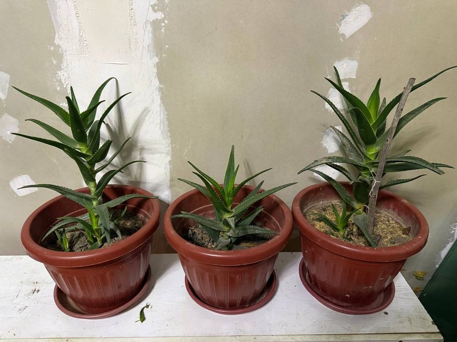 Таабий шароитда устирилган хонаки ва декоротивний гуллар.
Нархи узига