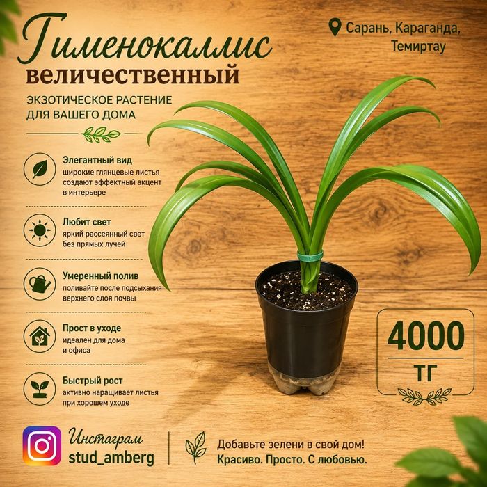 Стрелиция,Нолина,гиппеаструм,араукария,антуриум