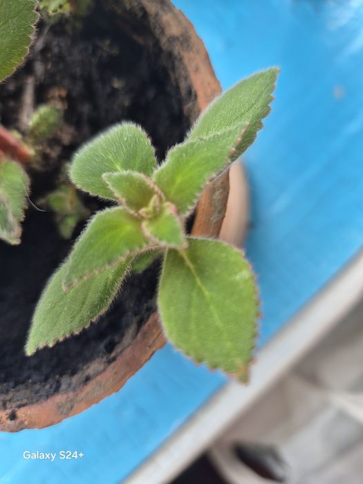 Продам комнатный цветок Колерия