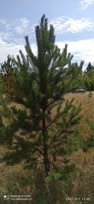 Благоустройство и озеленение