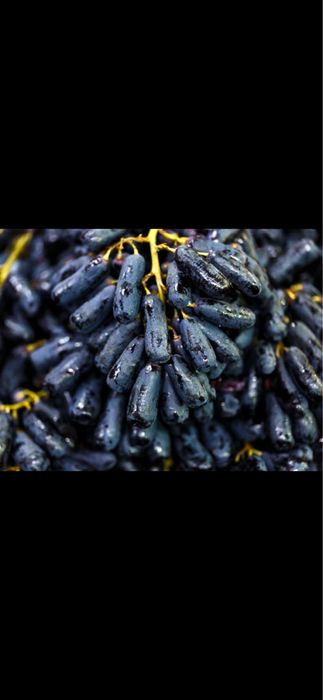 Avatar uzum ko’chatlari