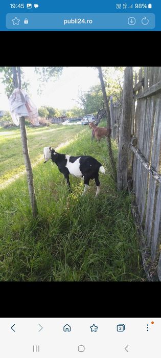 Animalele de ferma capre