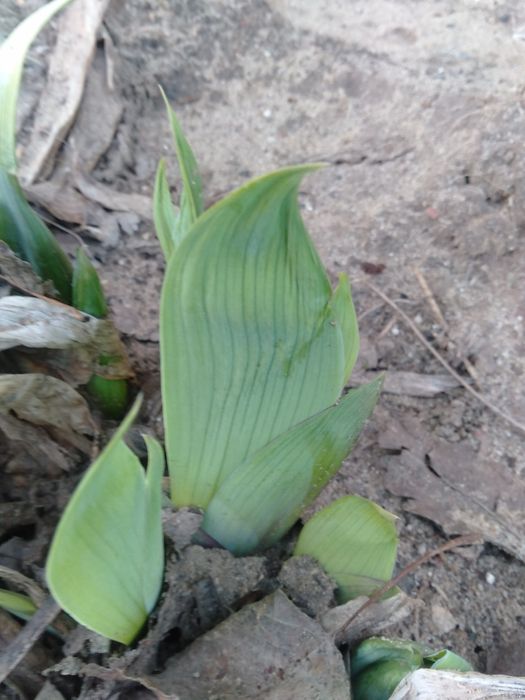 Рассада мяты, ирис, лилией